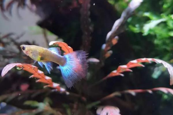 杂袍孔雀鱼怎么分公母,可通过体型和颜色来区分