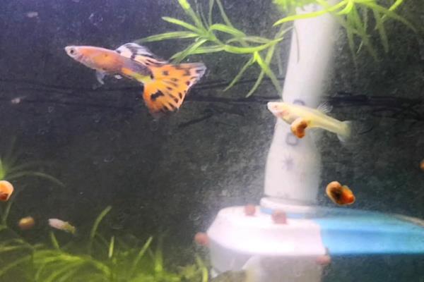 杂袍孔雀鱼怎么分公母,可通过体型和颜色来区分