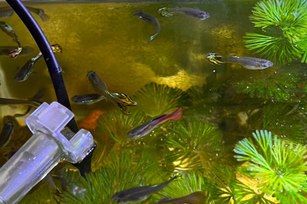 杂袍孔雀鱼怎么分公母,可通过体型和颜色来区分