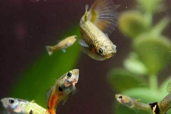 杂袍孔雀鱼怎么分公母,可通过体型和颜色来区分