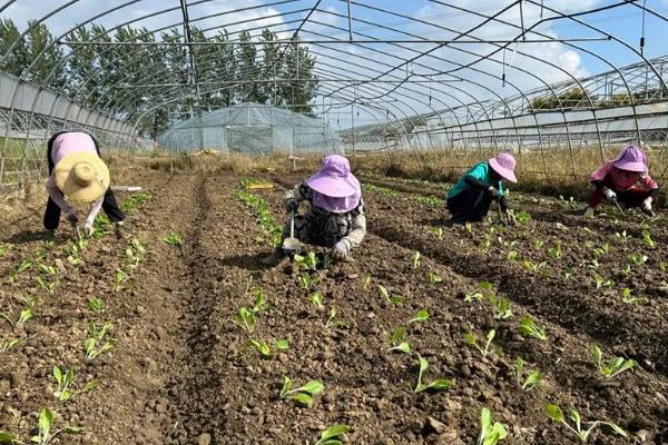西瓜重茬问题怎么解决,合理轮作、深耕深翻