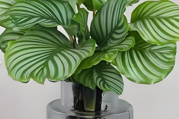 青苹果竹芋能水培吗,青苹果竹芋可以水培