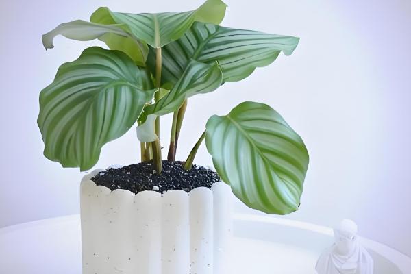 青苹果竹芋能水培吗,青苹果竹芋可以水培