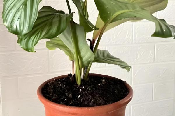 青苹果竹芋能水培吗,青苹果竹芋可以水培