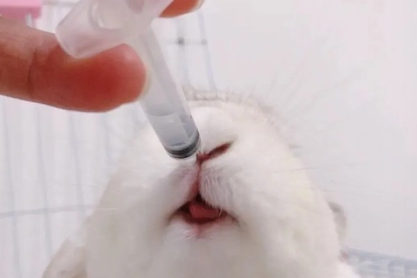治疗兔子黄尿病的方法，可滴服庆大霉素注射液
