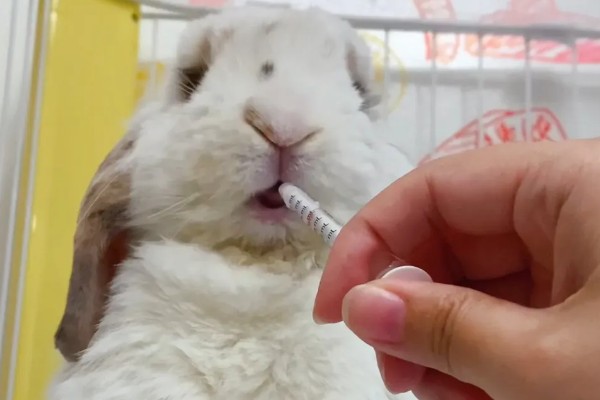 治疗兔子黄尿病的方法，可滴服庆大霉素注射液