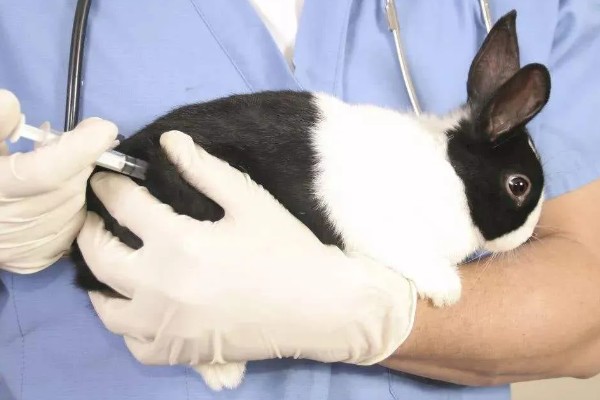 治疗兔子黄尿病的方法，可滴服庆大霉素注射液
