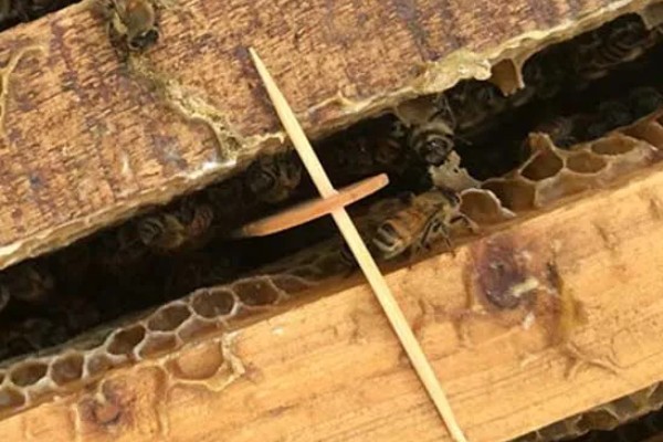 巢虫清木片是什么，是一种诱食片