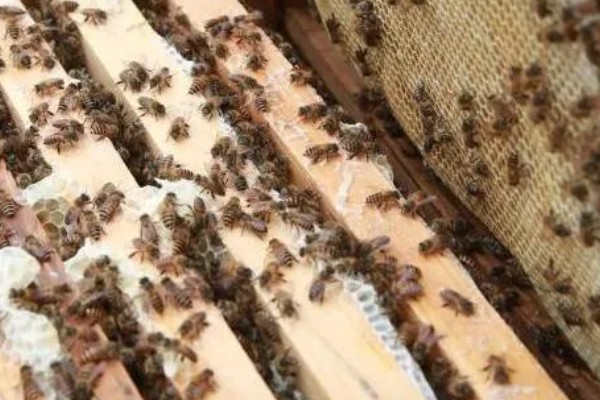 巢虫清木片是什么，是一种诱食片