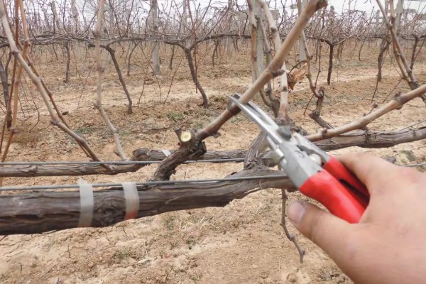 葡萄冬季怎么修剪，将靠近老蔓成熟的生枝剪下来