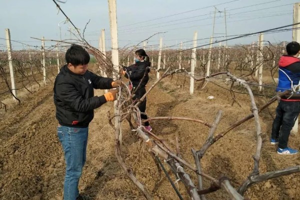 葡萄冬季怎么修剪，将靠近老蔓成熟的生枝剪下来