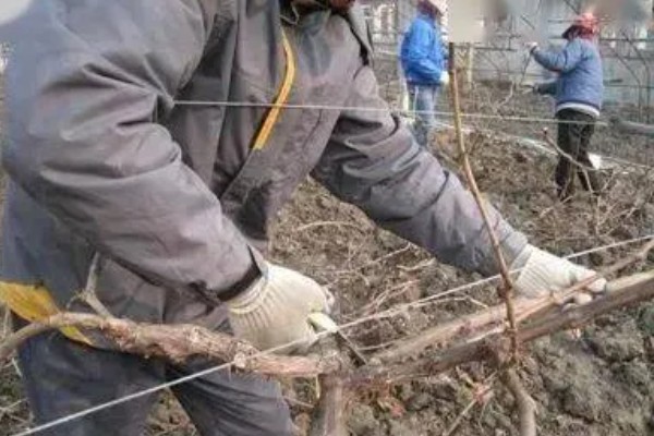 葡萄冬季怎么修剪，将靠近老蔓成熟的生枝剪下来
