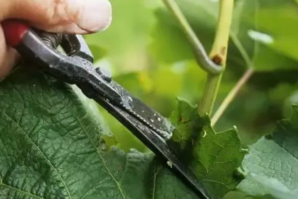 葡萄冬季怎么修剪，将靠近老蔓成熟的生枝剪下来