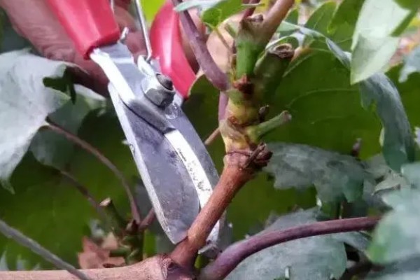 葡萄冬季怎么修剪，将靠近老蔓成熟的生枝剪下来