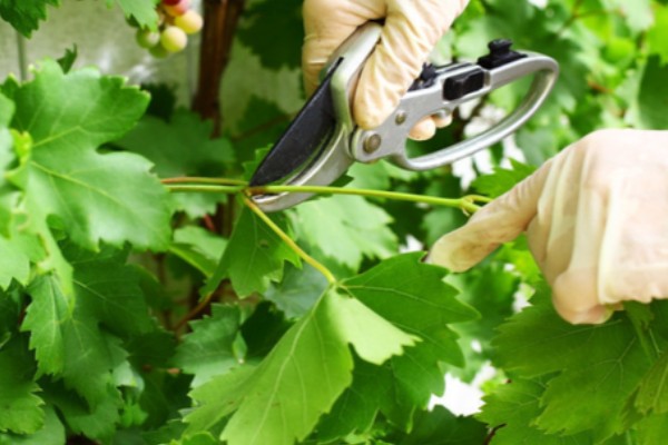 葡萄冬季怎么修剪，将靠近老蔓成熟的生枝剪下来
