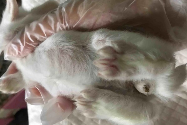 治疗兔子黄尿病的方法，可滴服庆大霉素注射液