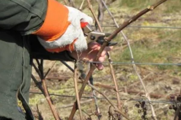 葡萄冬季怎么修剪，将靠近老蔓成熟的生枝剪下来
