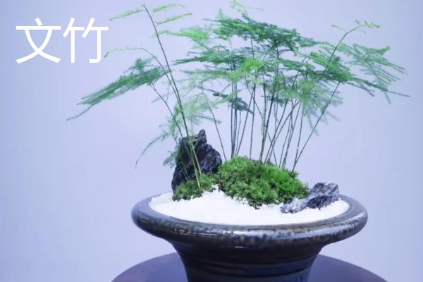 哪些室内植物对阳光没有太多需求，常见文竹、吊兰、绿萝等品种