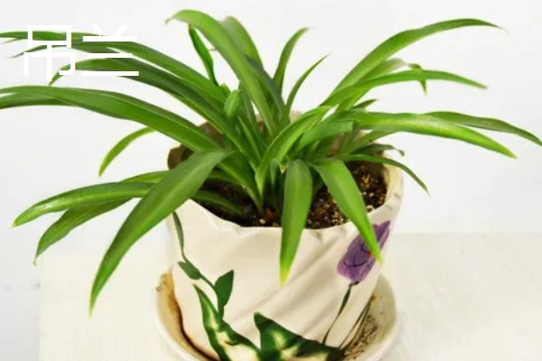 哪些室内植物对阳光没有太多需求，常见文竹、吊兰、绿萝等品种