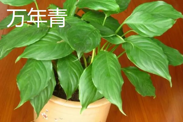 哪些室内植物对阳光没有太多需求，常见文竹、吊兰、绿萝等品种