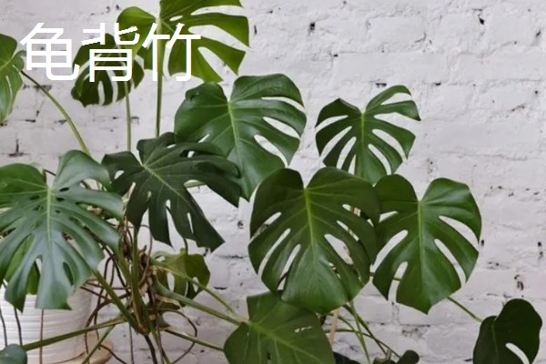 哪些室内植物对阳光没有太多需求，常见文竹、吊兰、绿萝等品种