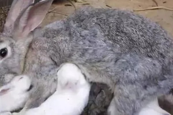 治疗兔子黄尿病的方法，可滴服庆大霉素注射液