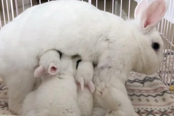 治疗兔子黄尿病的方法，可滴服庆大霉素注射液