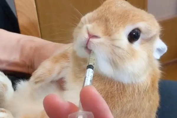 治疗兔子黄尿病的方法，可滴服庆大霉素注射液