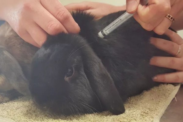 治疗兔子黄尿病的方法，可滴服庆大霉素注射液