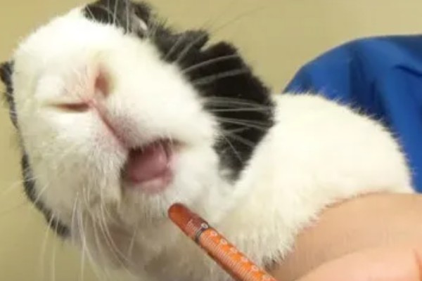 治疗兔子黄尿病的方法，可滴服庆大霉素注射液