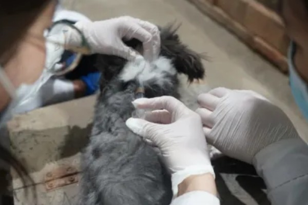 治疗兔子黄尿病的方法，可滴服庆大霉素注射液