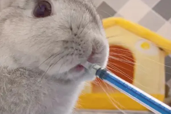 治疗兔子黄尿病的方法，可滴服庆大霉素注射液