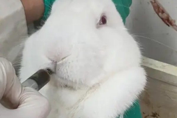 治疗兔子黄尿病的方法，可滴服庆大霉素注射液