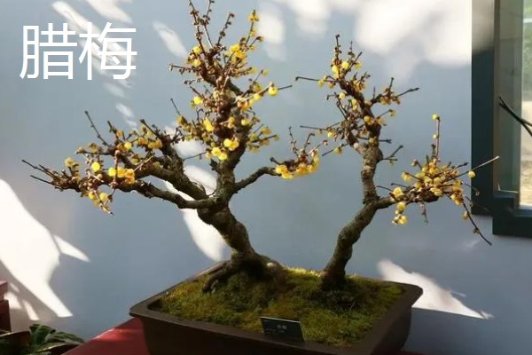 哪些室内植物对阳光没有太多需求，常见文竹、吊兰、绿萝等品种