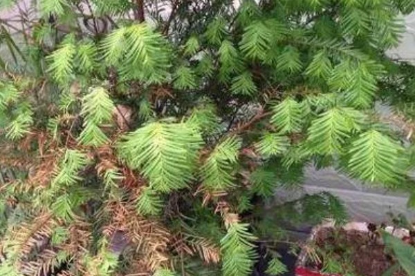 红豆杉叶子干枯的原因及解决方法，可能是浇水不当所致