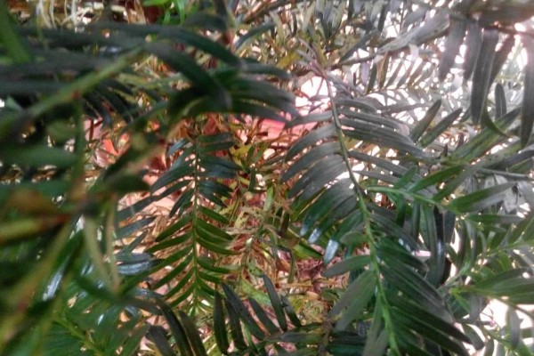 红豆杉叶子干枯的原因及解决方法，可能是浇水不当所致