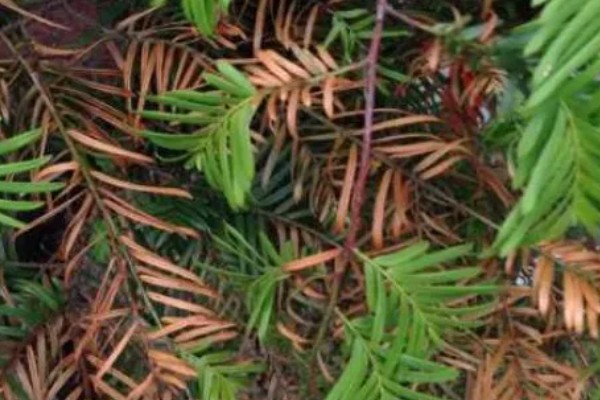 红豆杉叶子干枯的原因及解决方法，可能是浇水不当所致