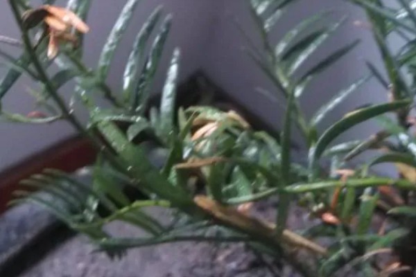 红豆杉叶子干枯的原因及解决方法，可能是浇水不当所致