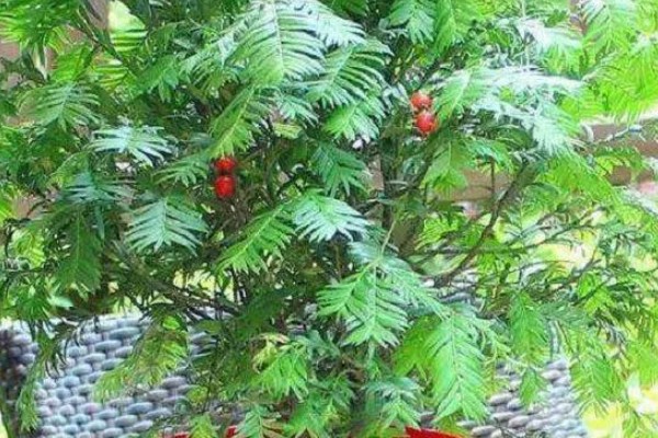 红豆杉叶子干枯的原因及解决方法，可能是浇水不当所致