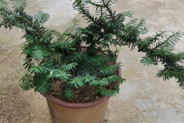 红豆杉叶子干枯的原因及解决方法，可能是浇水不当所致