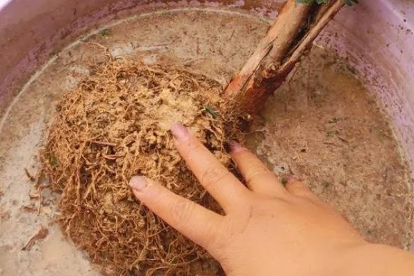 红豆杉叶子干枯的原因及解决方法，可能是浇水不当所致