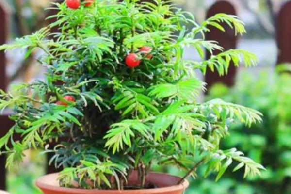 红豆杉叶子干枯的原因及解决方法，可能是浇水不当所致