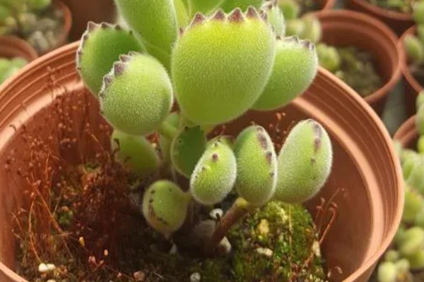 夏天怎么养熊童子，正午要适当的进行遮光