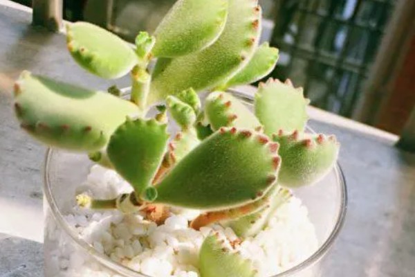 夏天怎么养熊童子，正午要适当的进行遮光