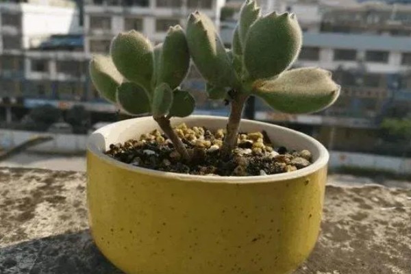 夏天怎么养熊童子，正午要适当的进行遮光