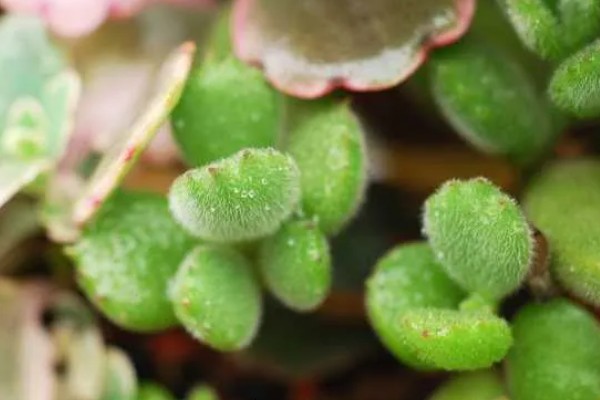 夏天怎么养熊童子，正午要适当的进行遮光