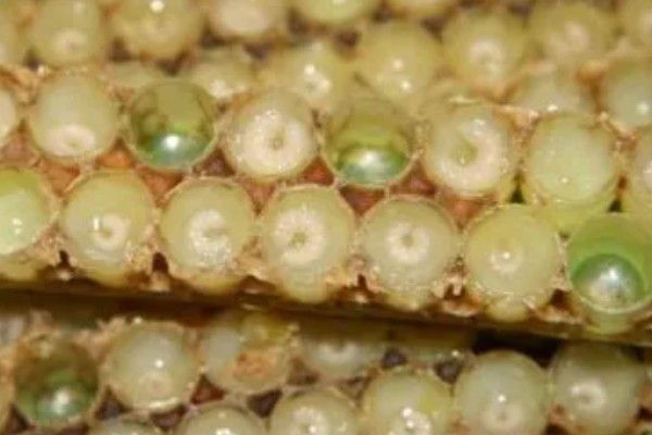 蜂王胎封口过多久会出王，中蜂王台封盖后经过8天左右就会出台