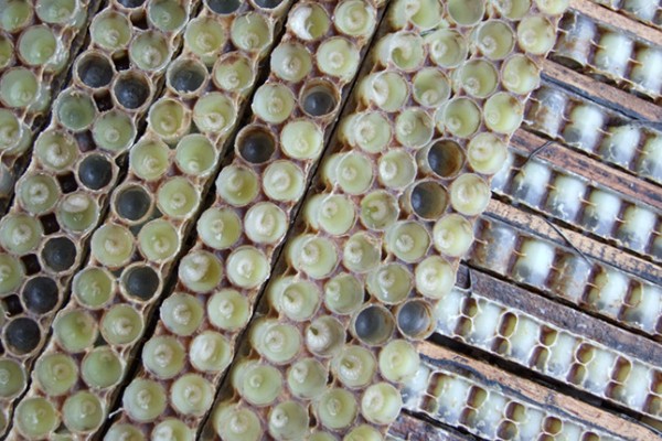 蜂王胎封口过多久会出王，中蜂王台封盖后经过8天左右就会出台