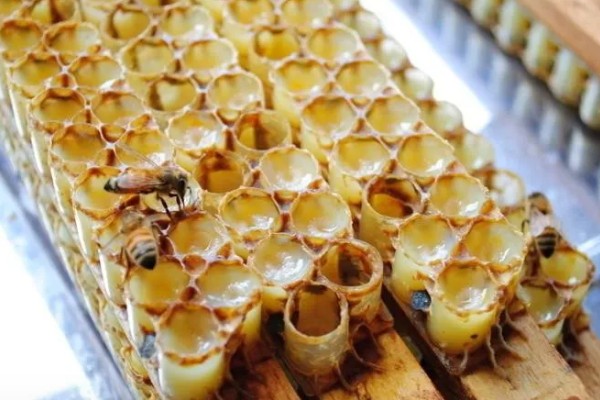 蜂王胎封口过多久会出王，中蜂王台封盖后经过8天左右就会出台