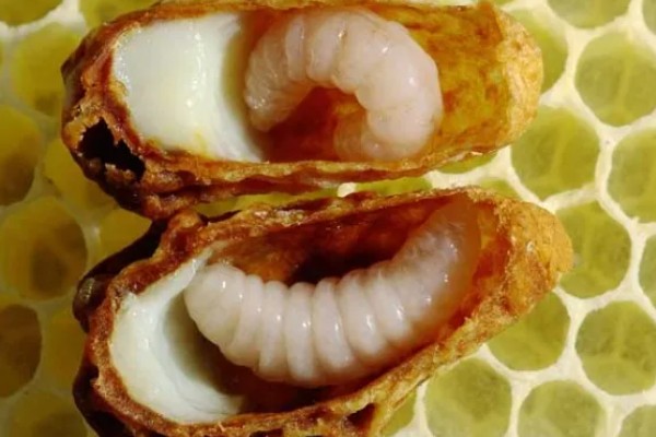 蜂王胎封口过多久会出王，中蜂王台封盖后经过8天左右就会出台